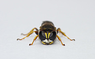 Digger Wasp (Crabro peltarius)